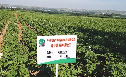 蓝颜
品种试验田