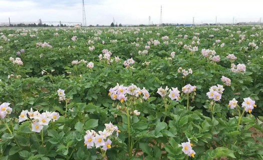 蓝颜
种植基地