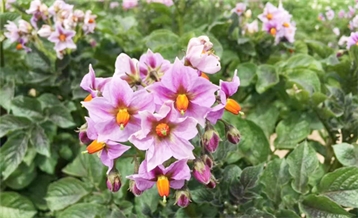 蓝颜
花