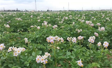 蓝颜
种植基地